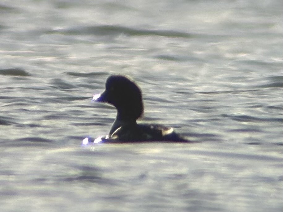 Murgilari islandiarra - ML644682937