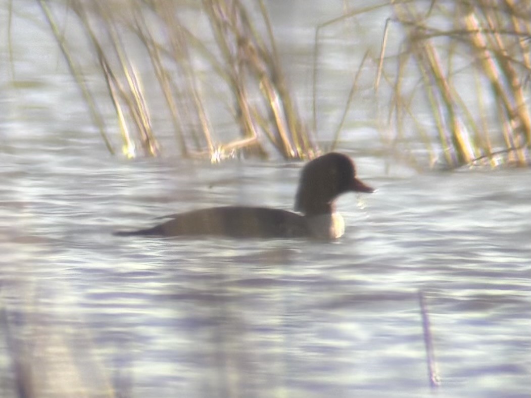 Murgilari islandiarra - ML644682938