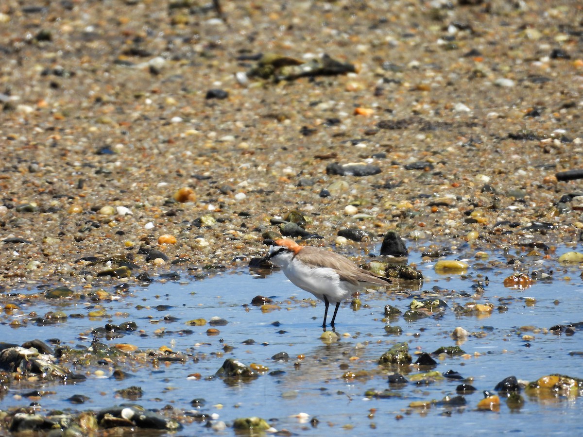 Chorlitejo Capirrojo - ML644682939