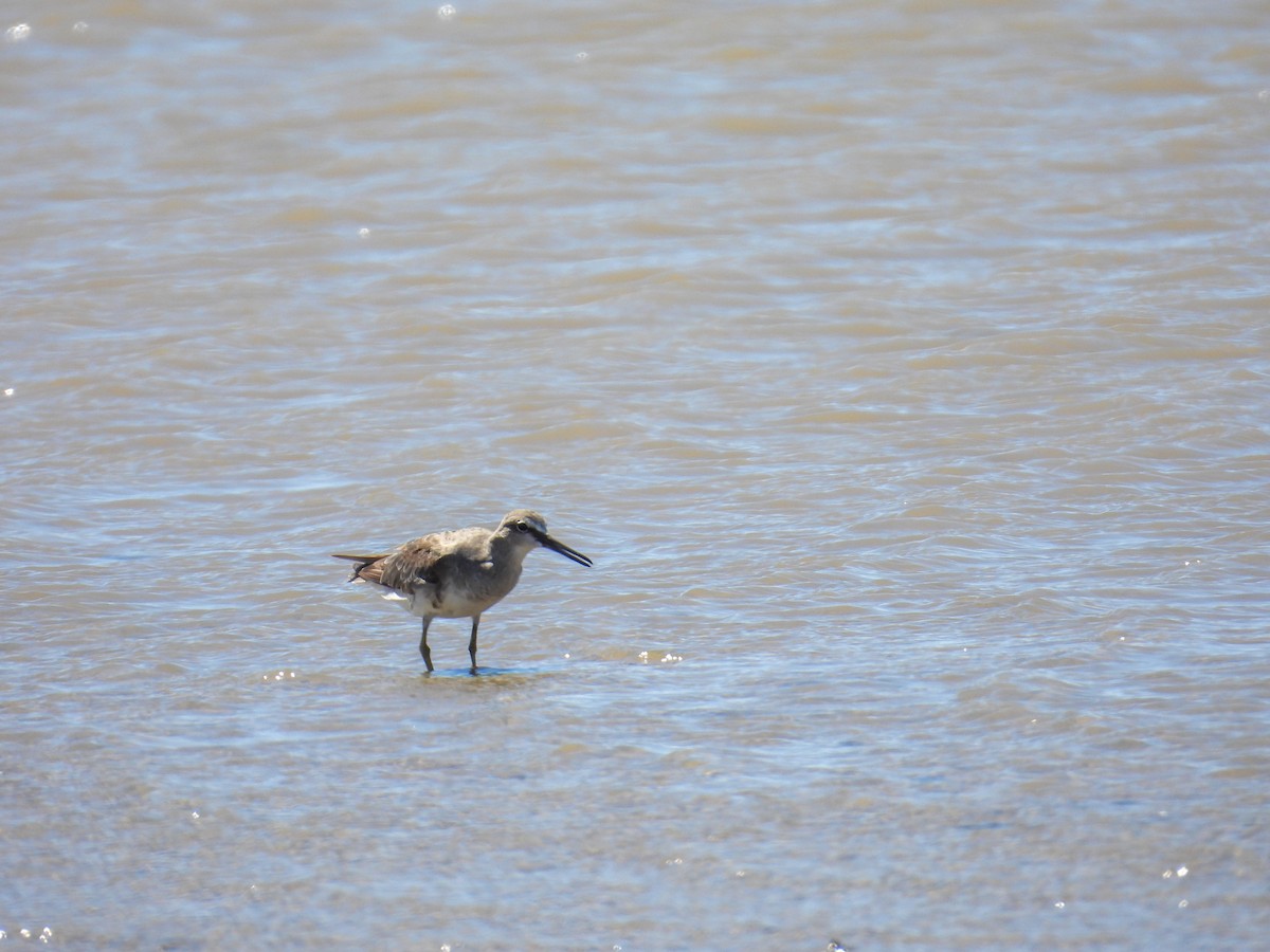 Gray-tailed Tattler - ML644682942