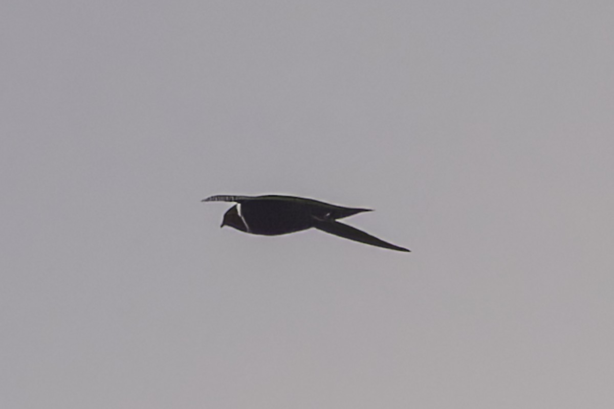 Ak Boyunlu Ebabil - ML644682946