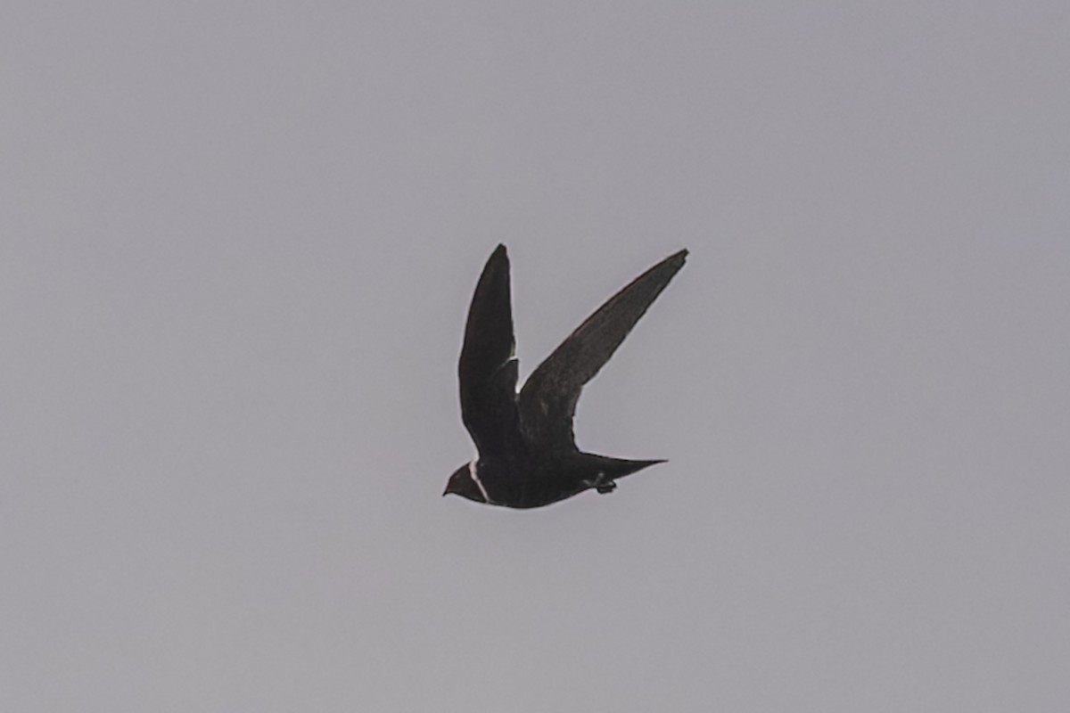 Ak Boyunlu Ebabil - ML644682947