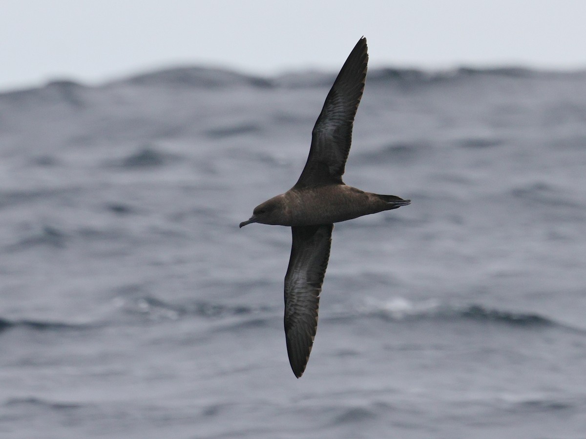 İnce Gagalı Yelkovan - ML644682948