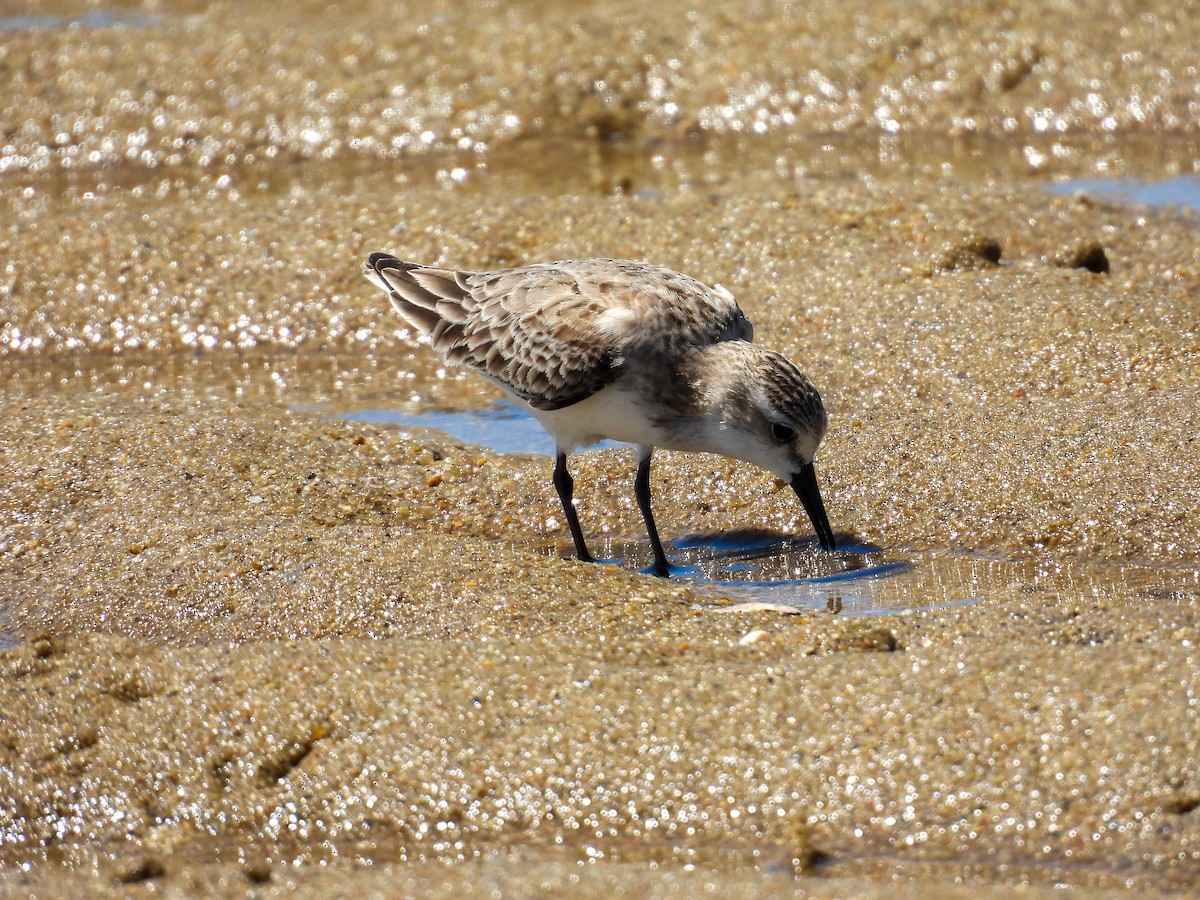 Kızıl Boyunlu Kumkuşu - ML644682950