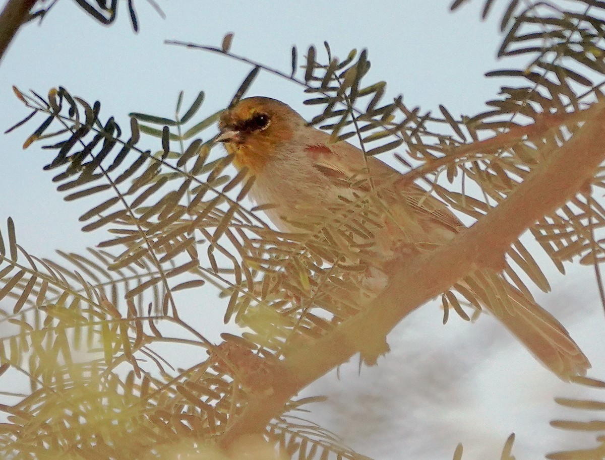 Altın Başlı Çulhakuşu - ML644682951