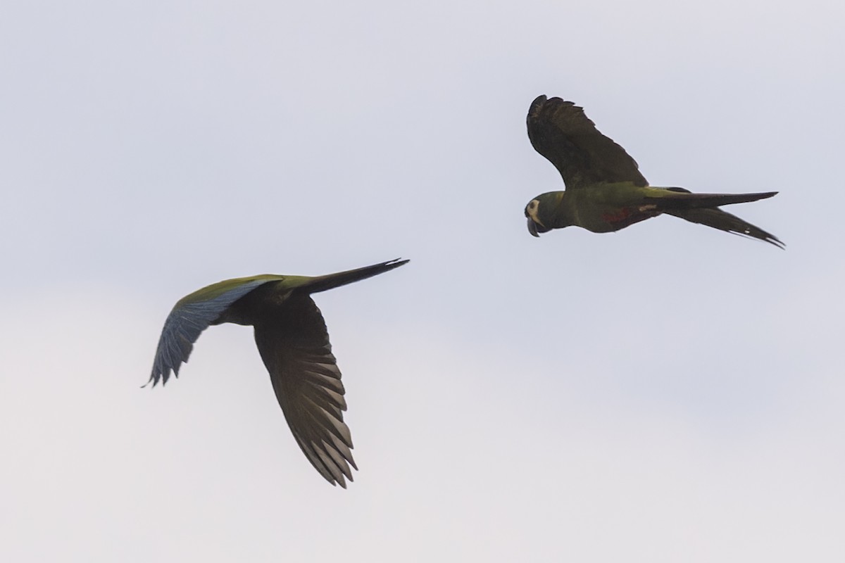 Mavi Kanatlı Ara - ML644682952