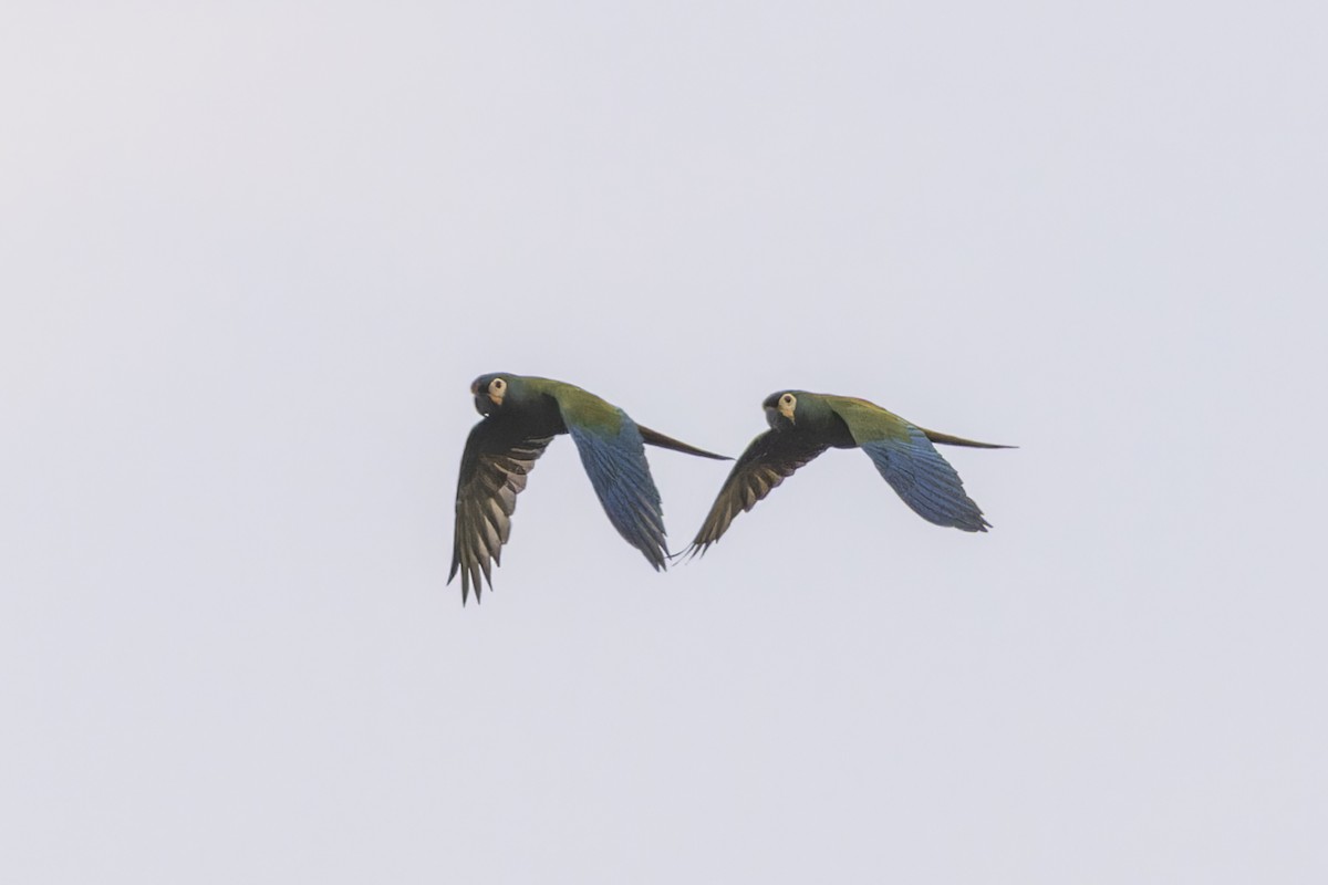 Mavi Kanatlı Ara - ML644682953