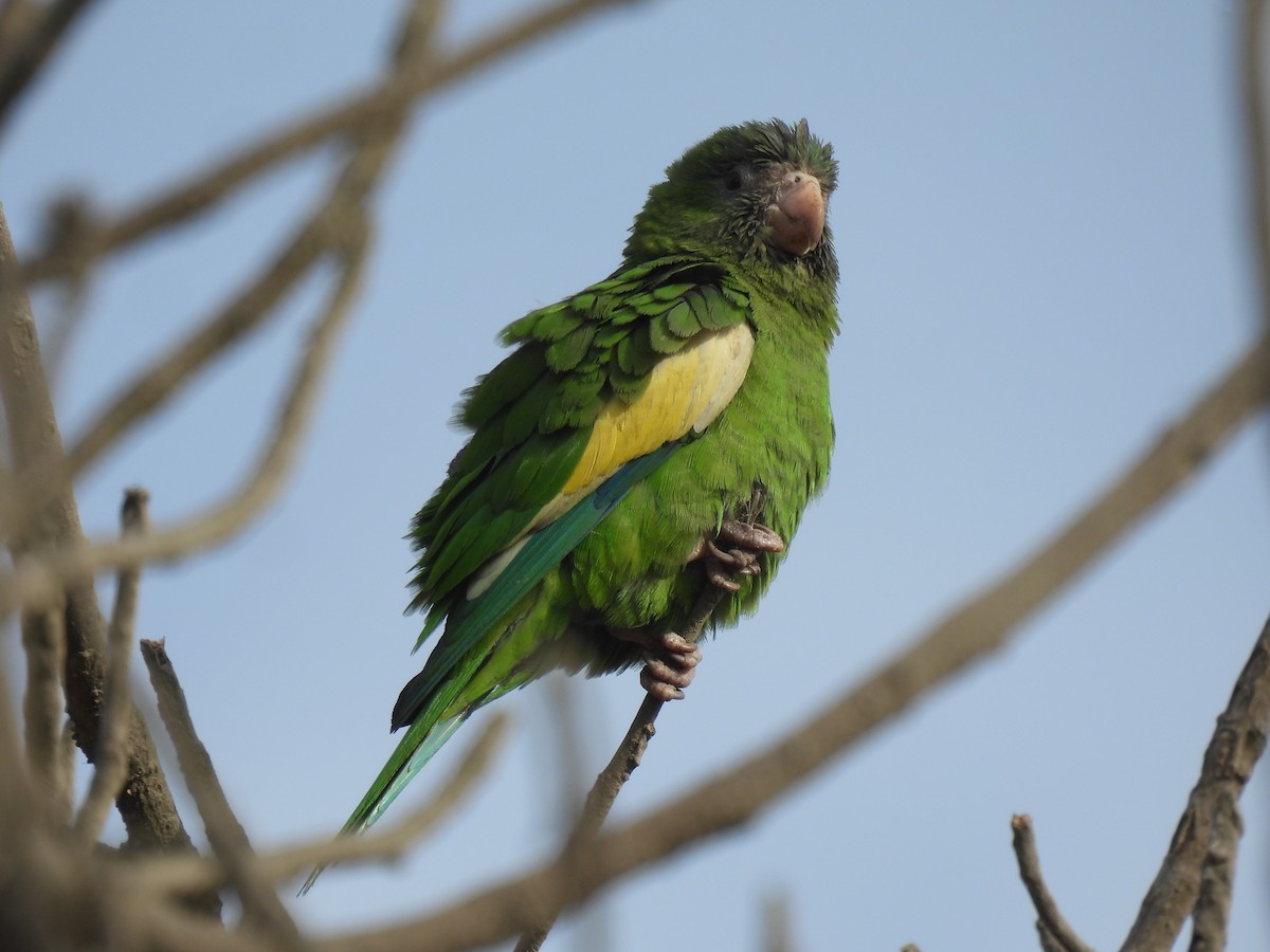 Ak Kanatlı Papağan - ML644682954