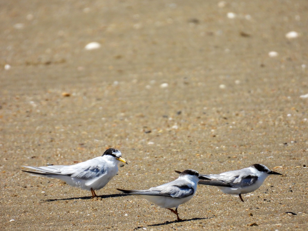 Küçük Sumru - ML644682956