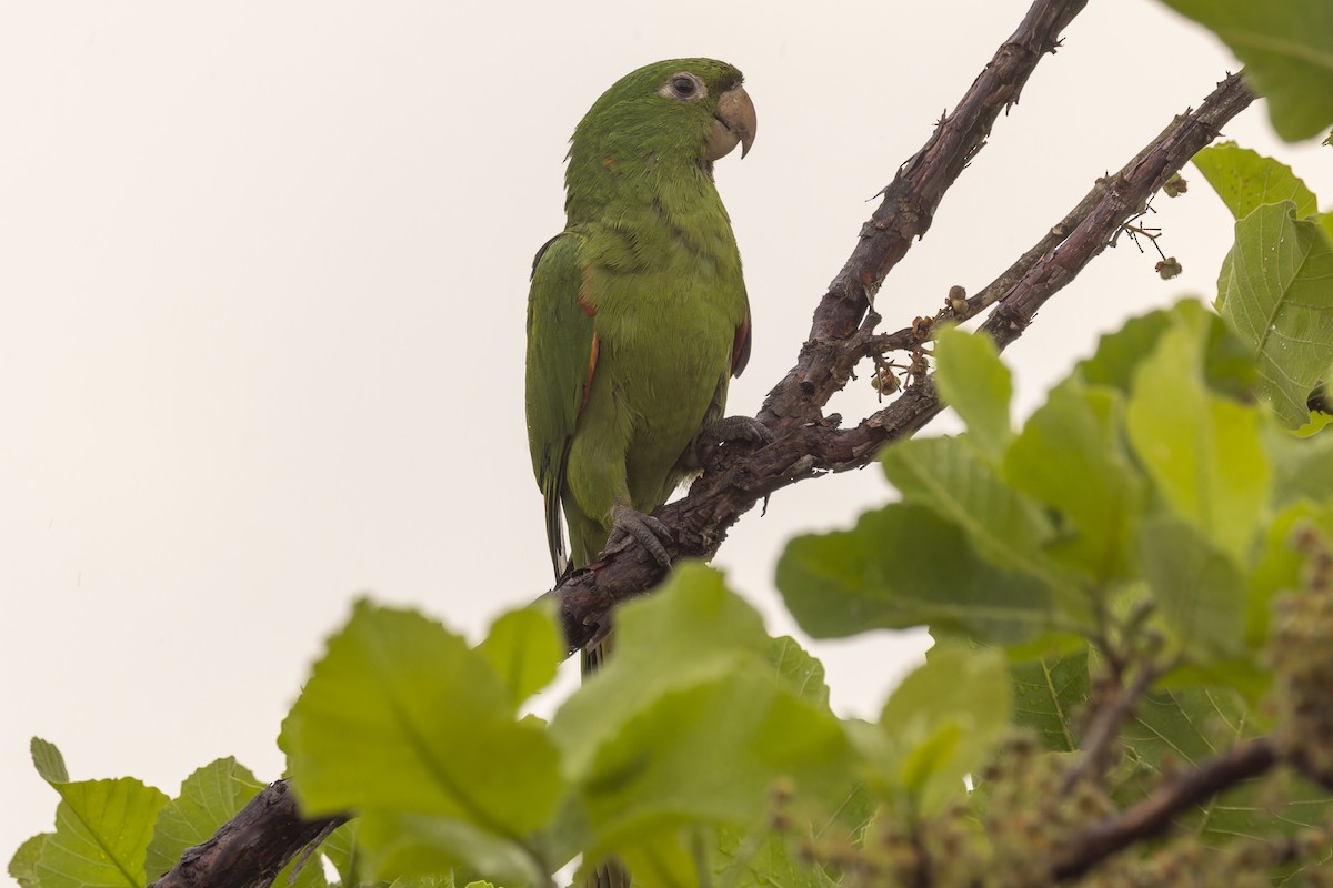 Ak Gözlü Papağan - ML644682958