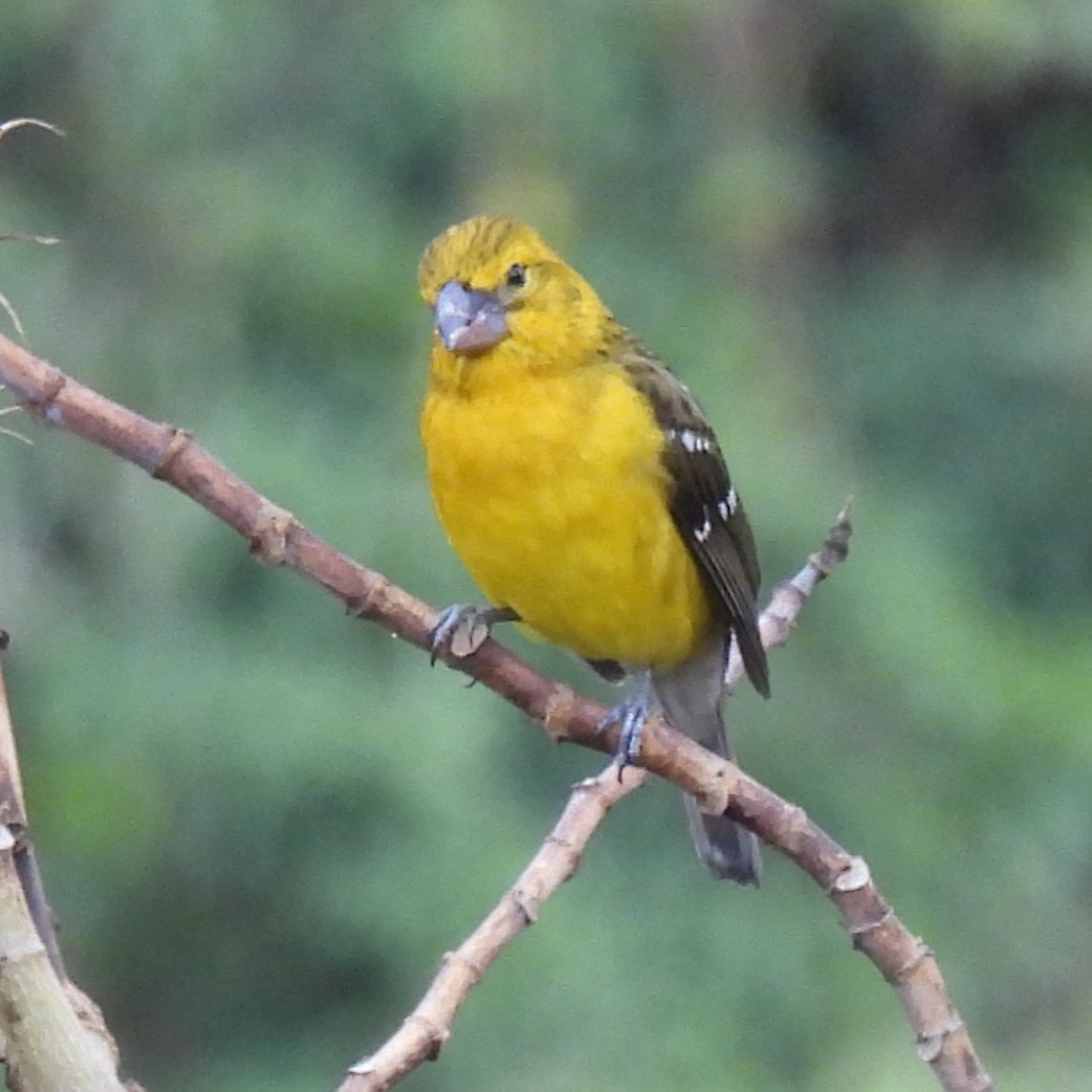 Güneyli Sarı Kocabaş - ML644682959