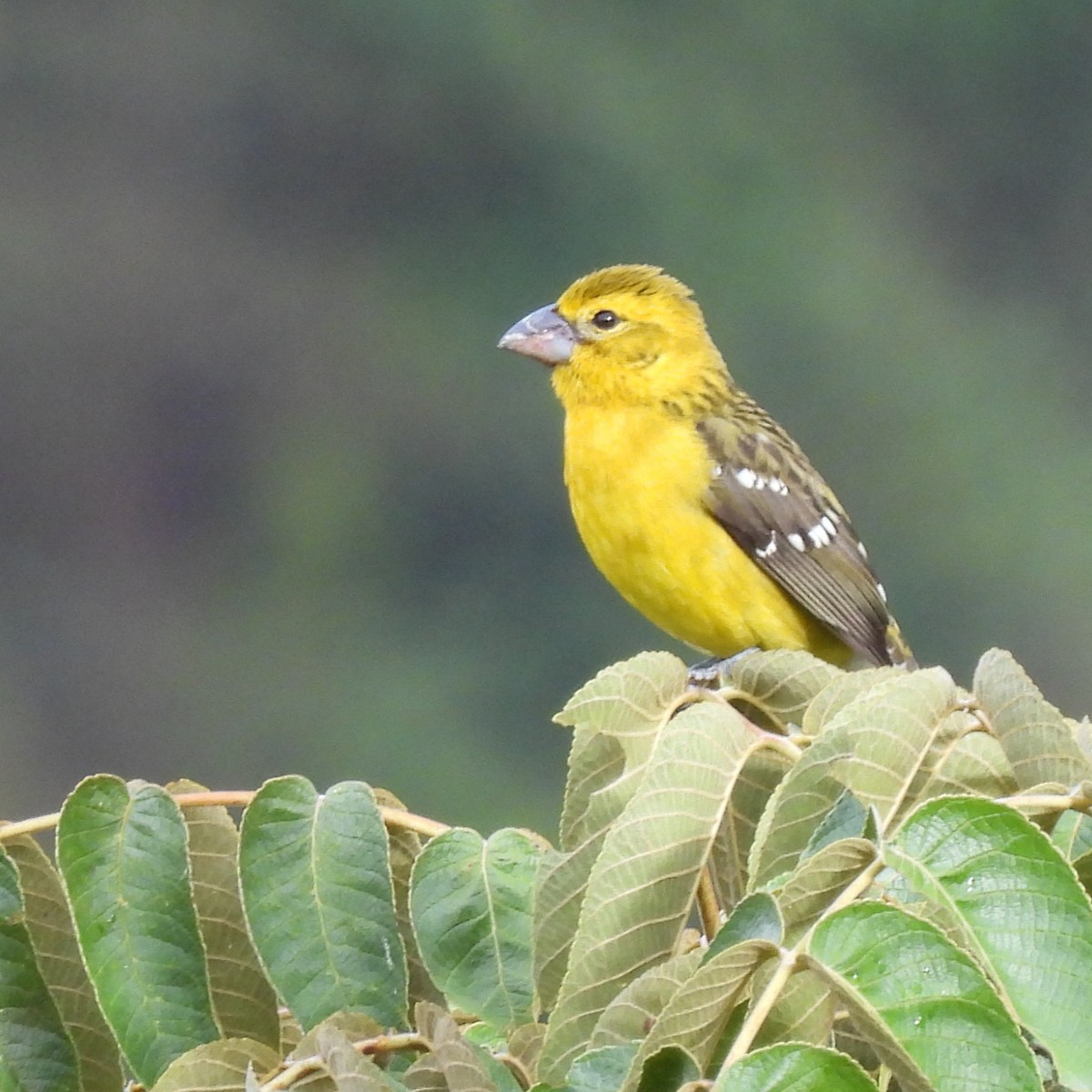 Güneyli Sarı Kocabaş - ML644682960