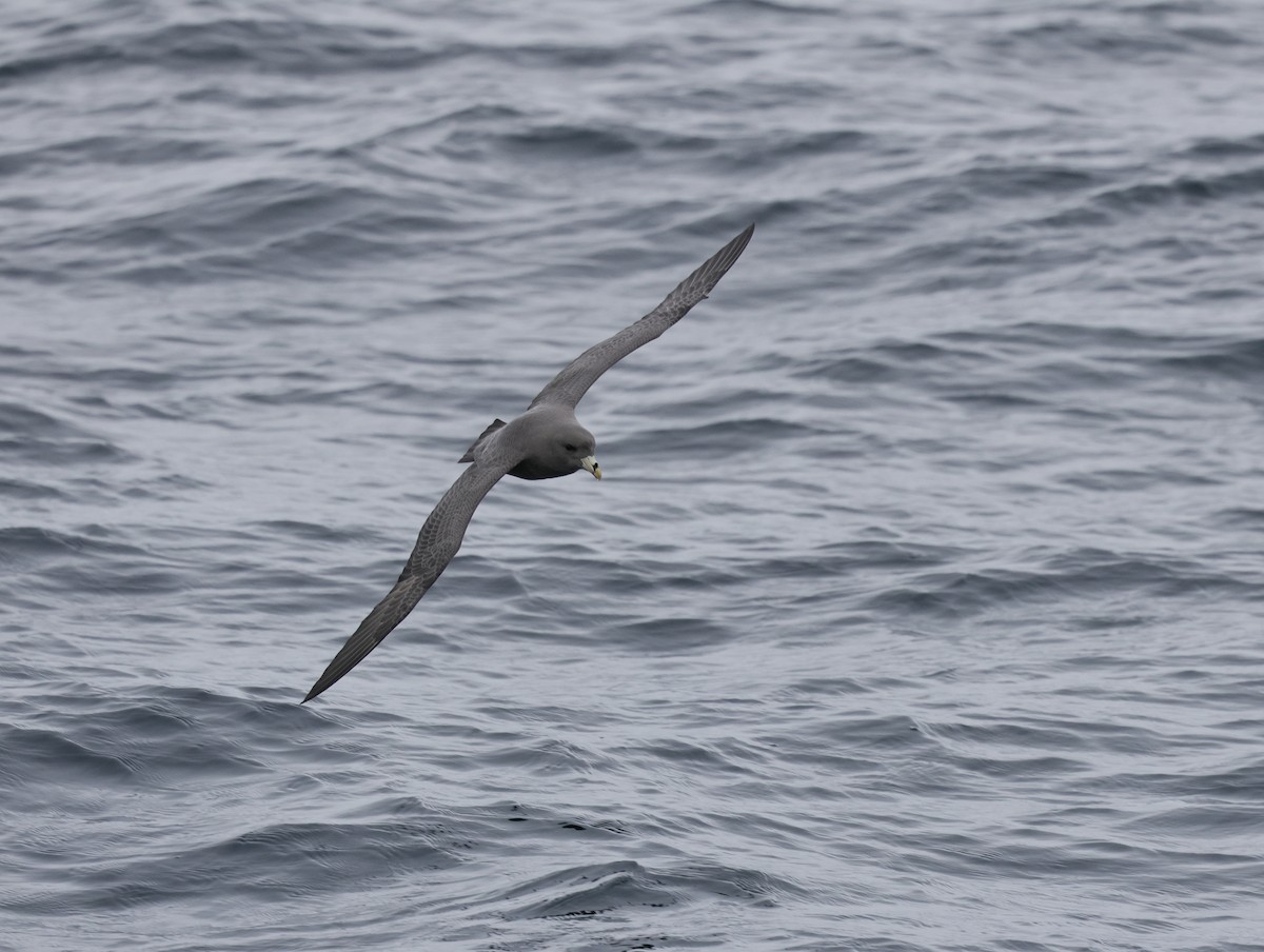 Kutup Fırtınakuşu - ML644682961