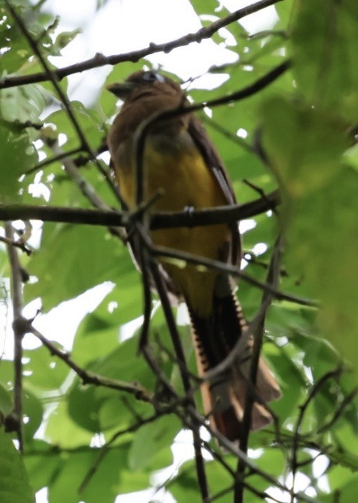 Kuzeyli Kara Gerdanlı Trogon - ML644682965