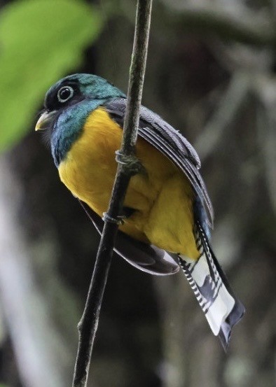 Kuzeyli Kara Gerdanlı Trogon - ML644682966