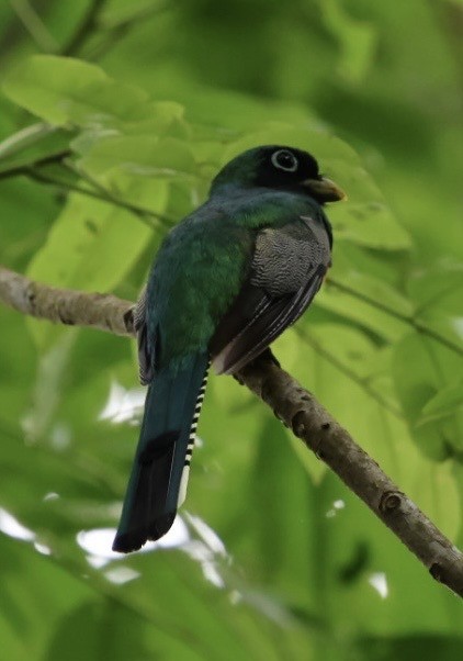 Kuzeyli Kara Gerdanlı Trogon - ML644682970
