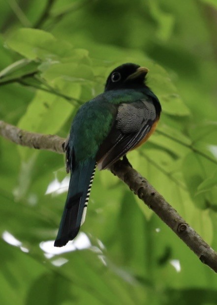 Kuzeyli Kara Gerdanlı Trogon - ML644682971