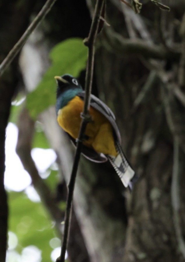 Kuzeyli Kara Gerdanlı Trogon - ML644682972