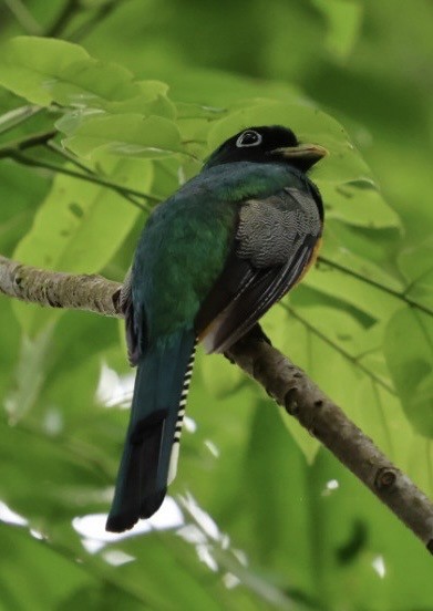 Kuzeyli Kara Gerdanlı Trogon - ML644682973