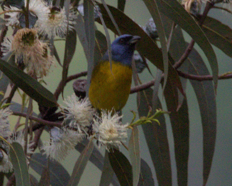 Mavi-Sarı Tangara - ML644682975