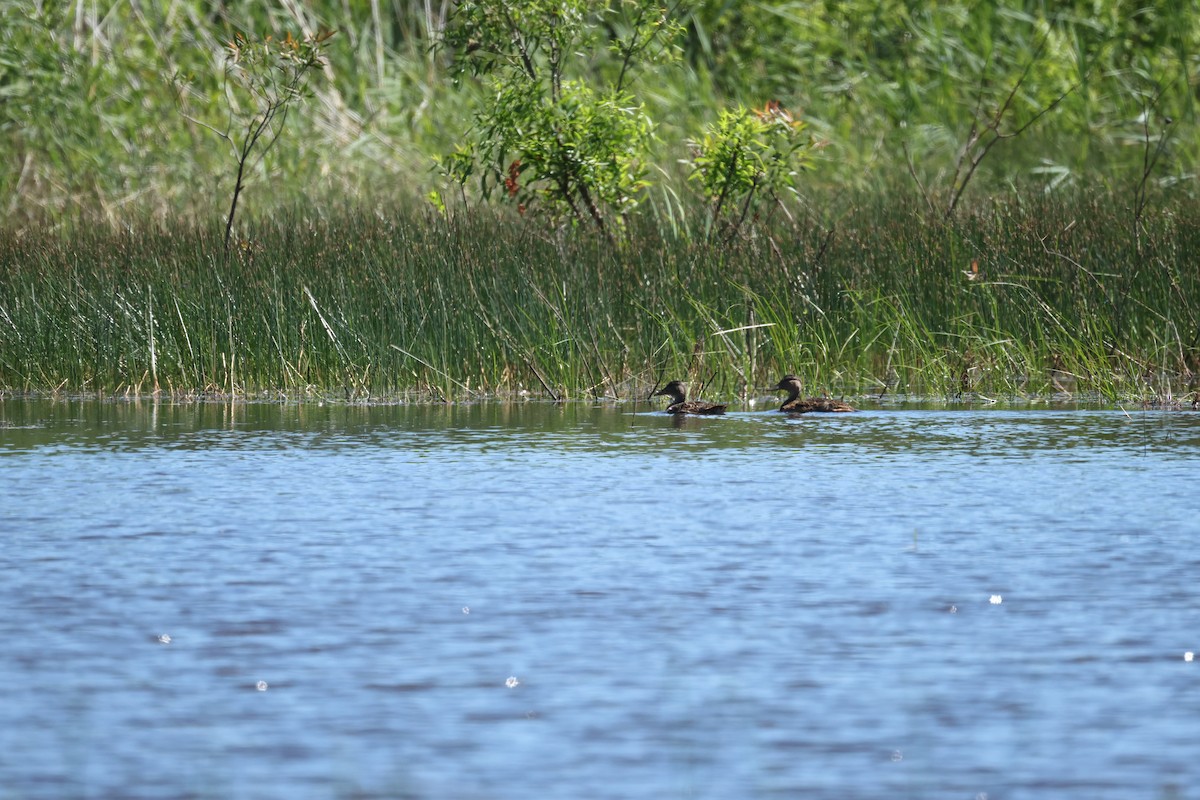 Зэрлэг нугас - ML644683006