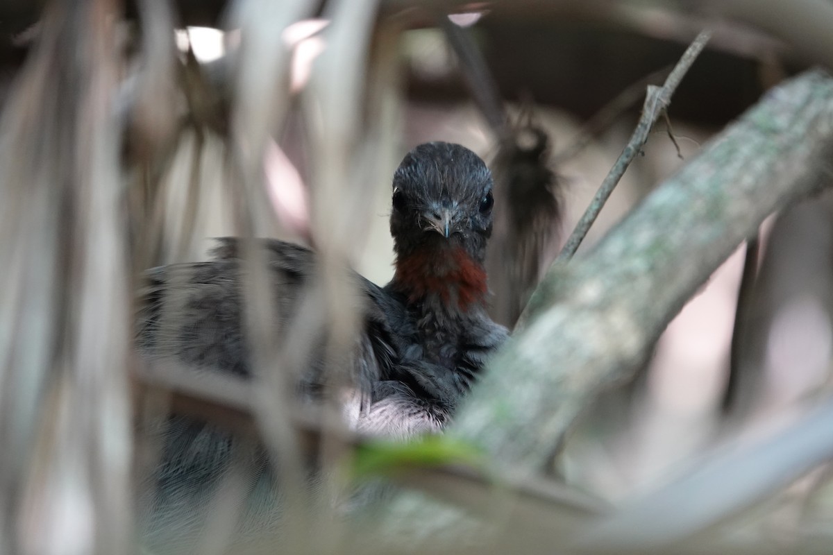 Superb Lyrebird - ML644683007