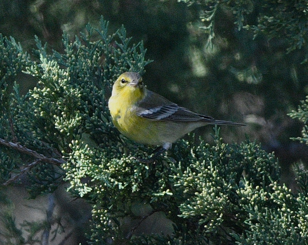 Pine Warbler - ML644683008