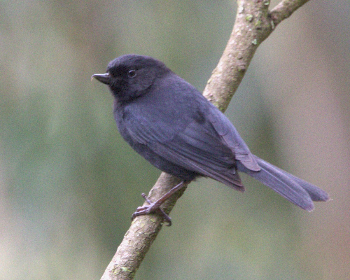 Black Flowerpiercer - ML644683012