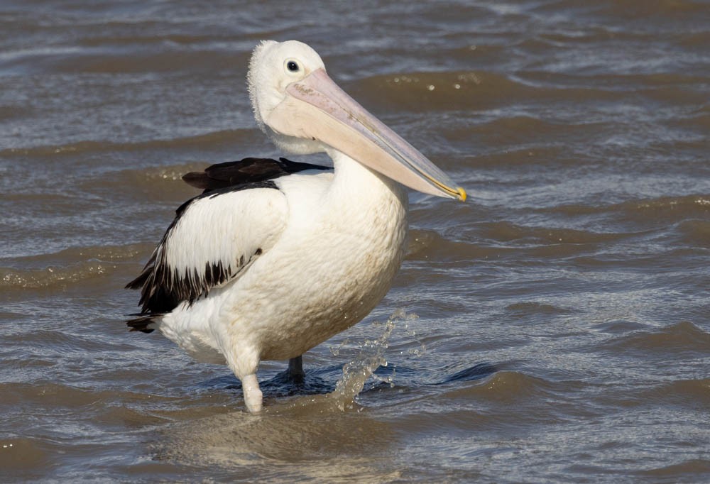 Australian Pelican - ML644683013