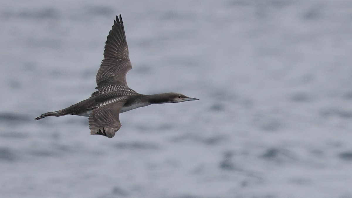 Pacific Loon - ML644683015