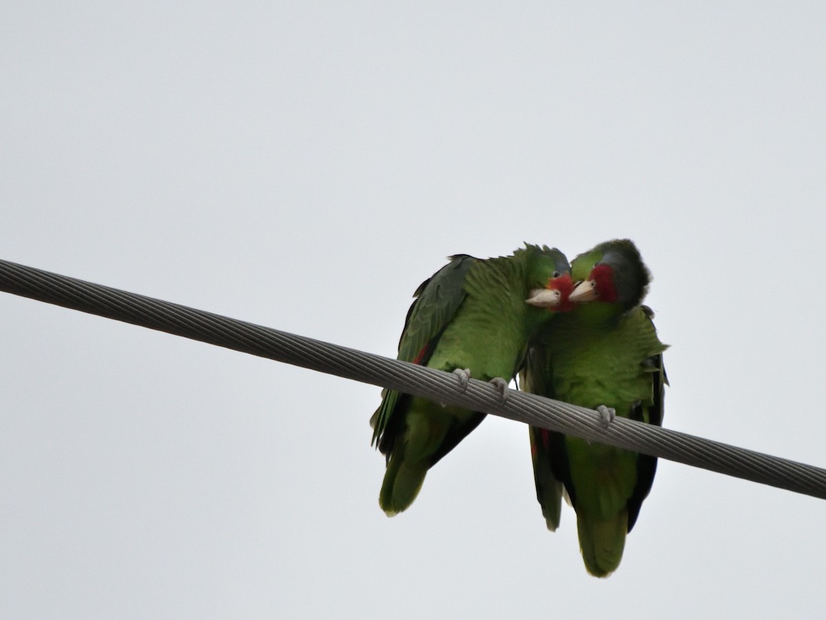 Red-crowned Amazon - ML644683016