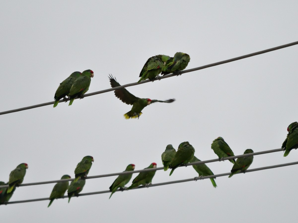 Red-crowned Amazon - ML644683017