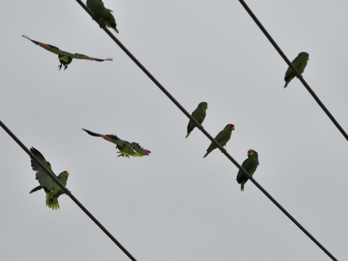 Red-crowned Amazon - ML644683018