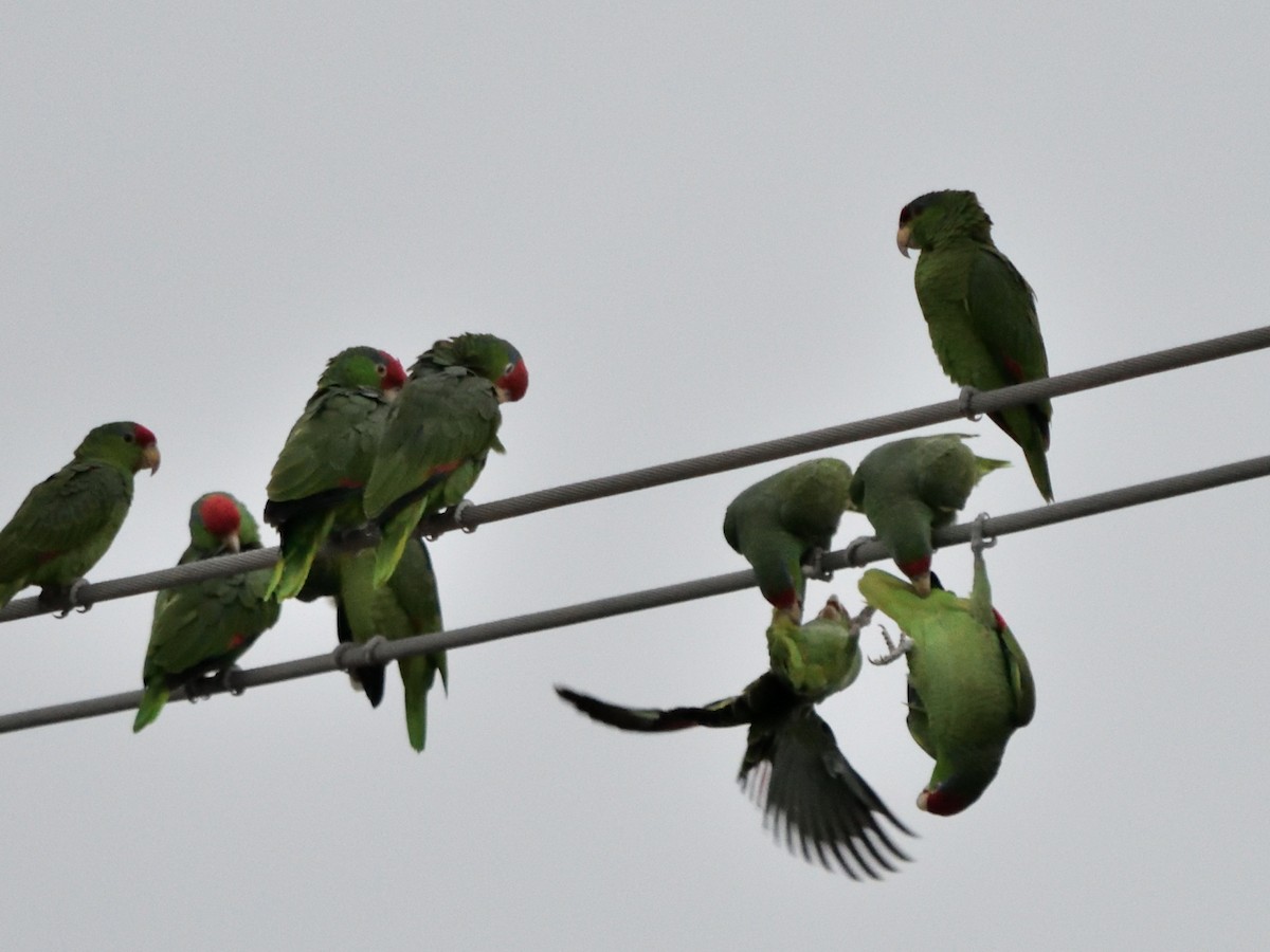 Red-crowned Amazon - ML644683019