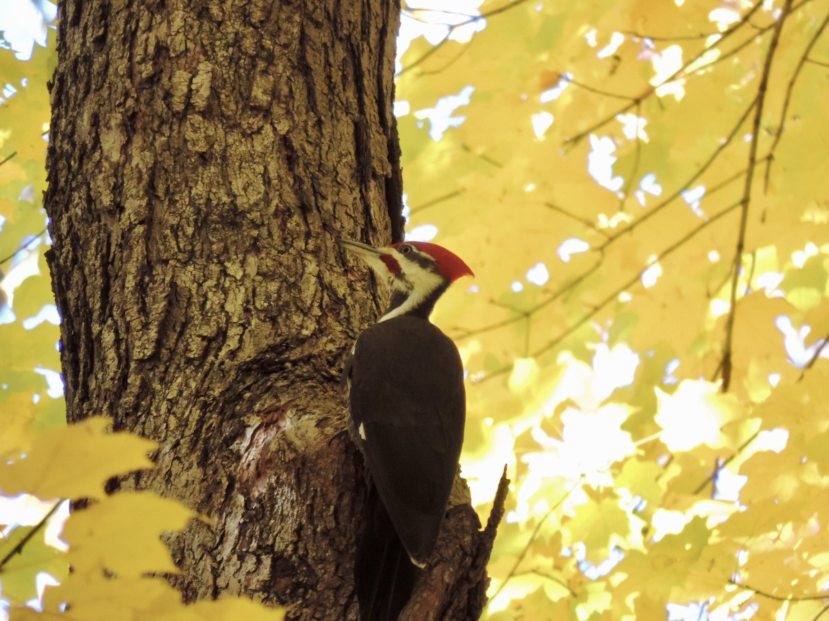 Pileated Woodpecker - ML644683021