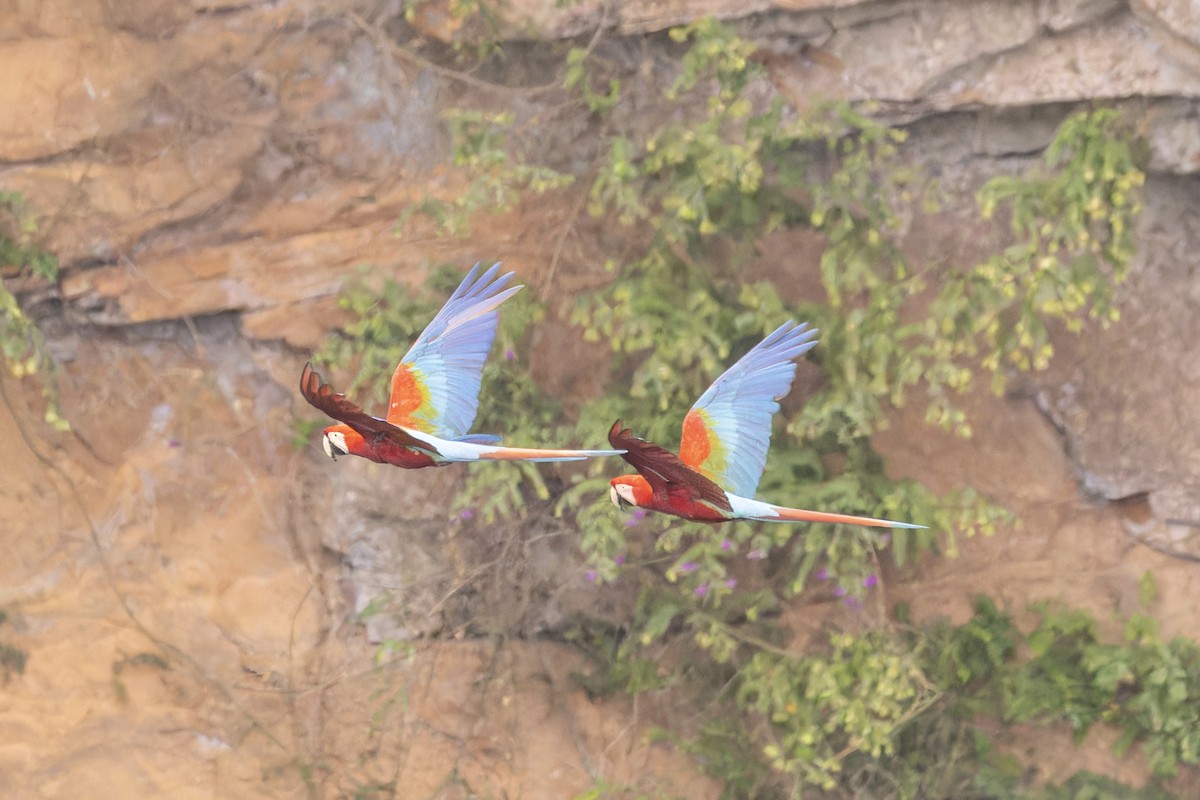 Red-and-green Macaw - ML644683023
