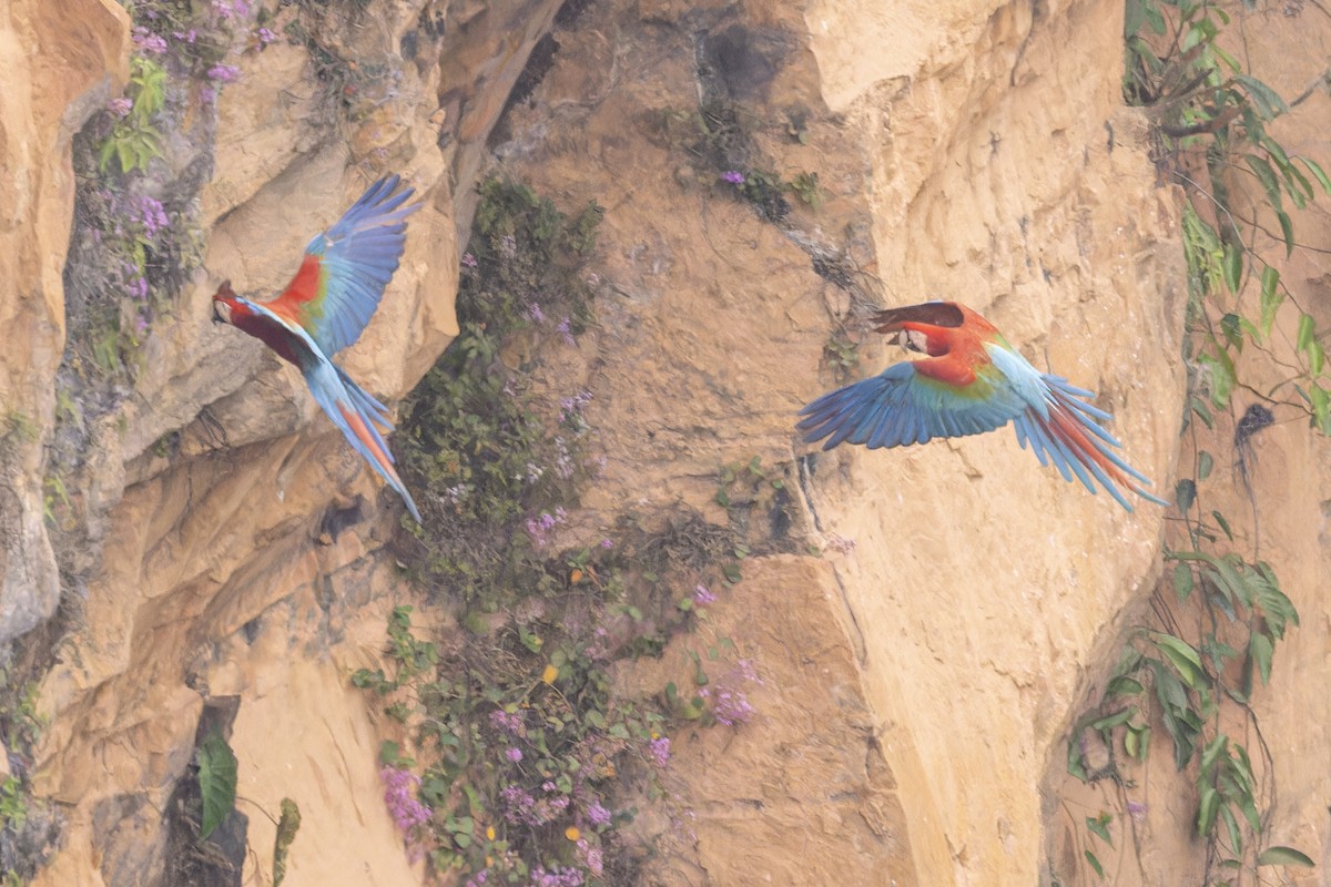 Red-and-green Macaw - ML644683024