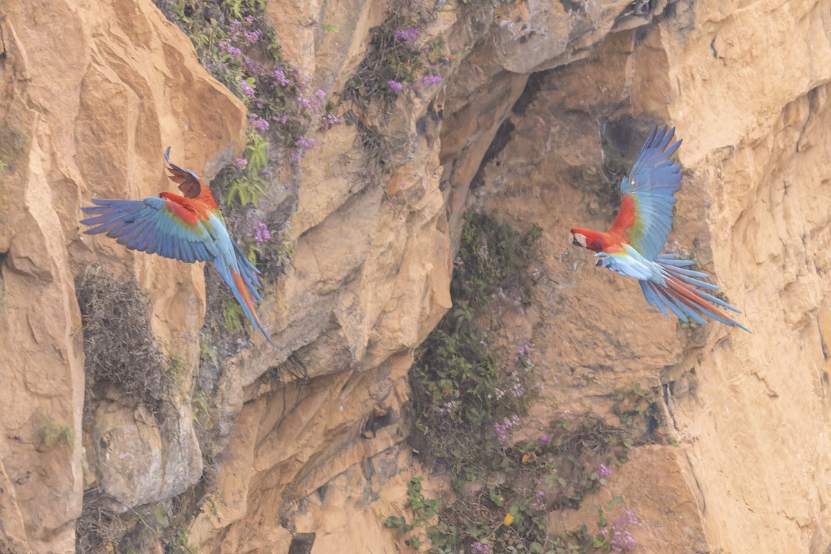 Red-and-green Macaw - ML644683025