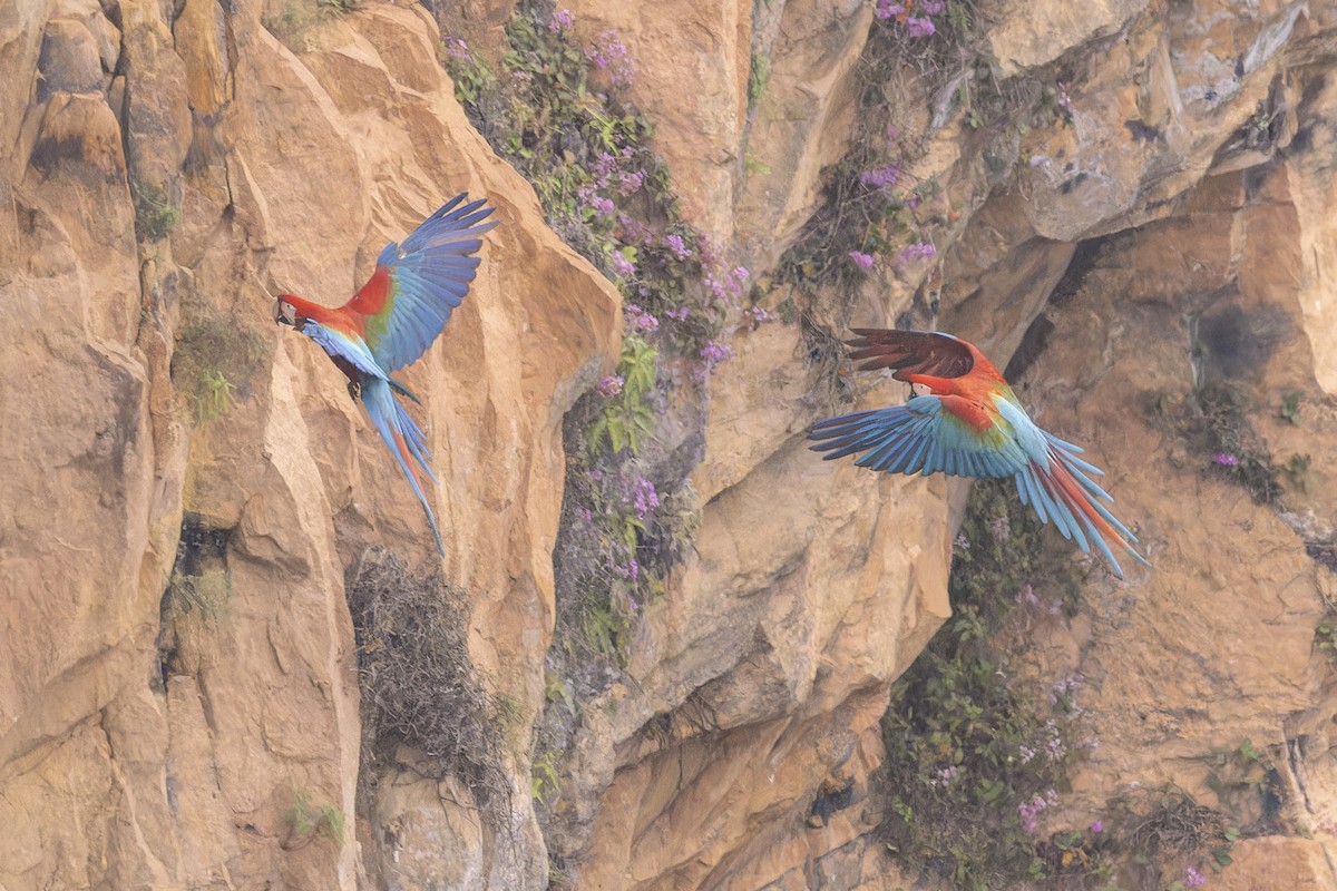 Red-and-green Macaw - ML644683026