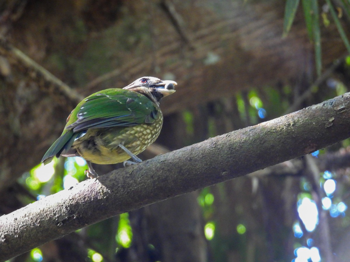 Spotted Catbird - ML644683031