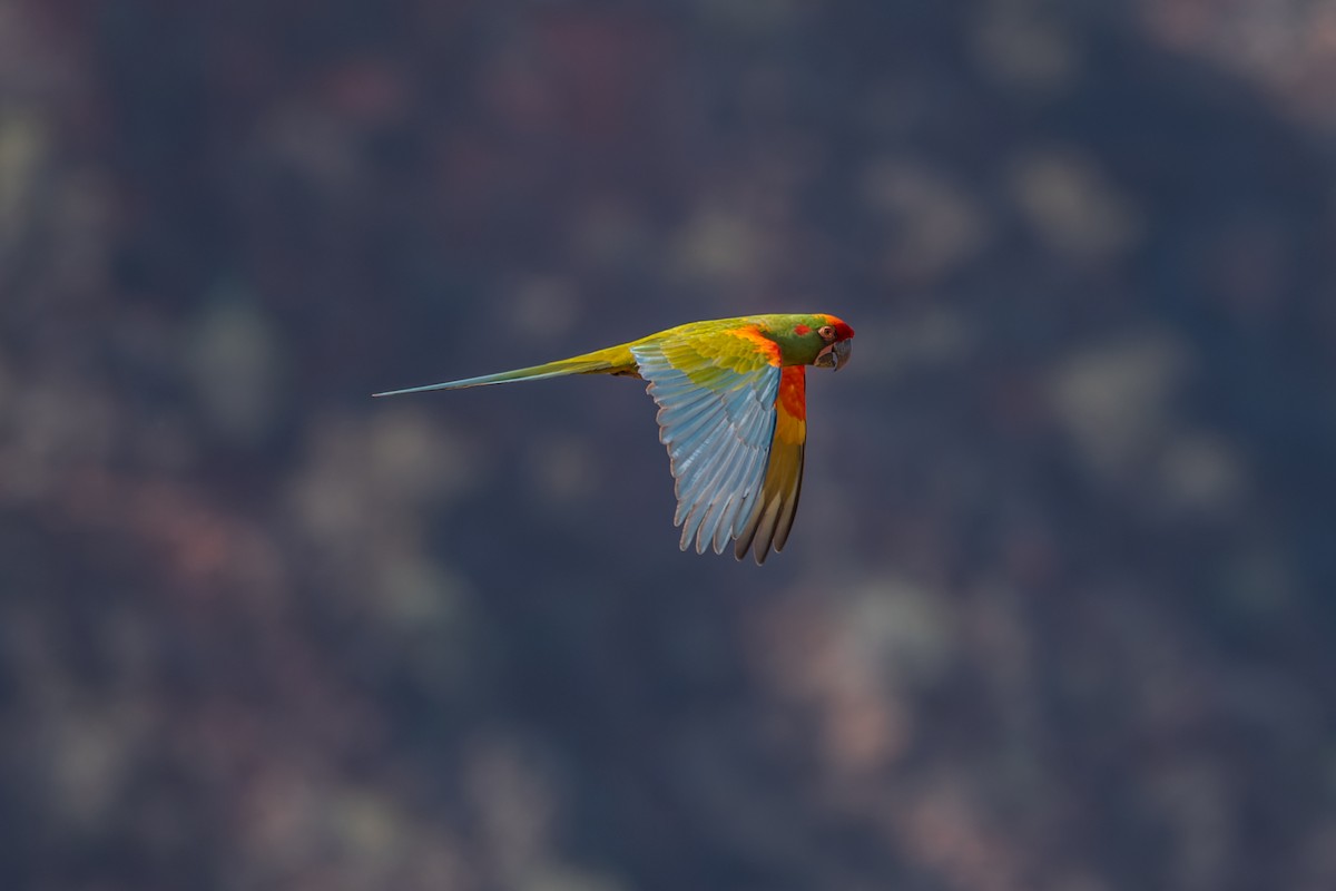 Red-fronted Macaw - ML644683032
