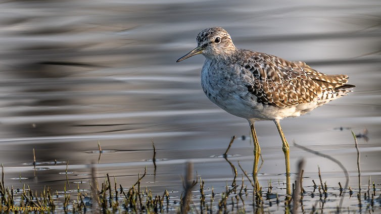 Шугуйн хөгчүү - ML644683033