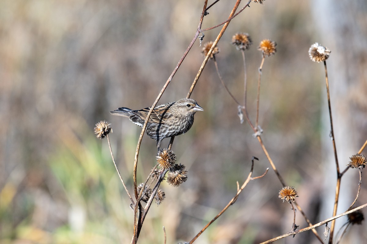 Red-winged Blackbird - ML644683034