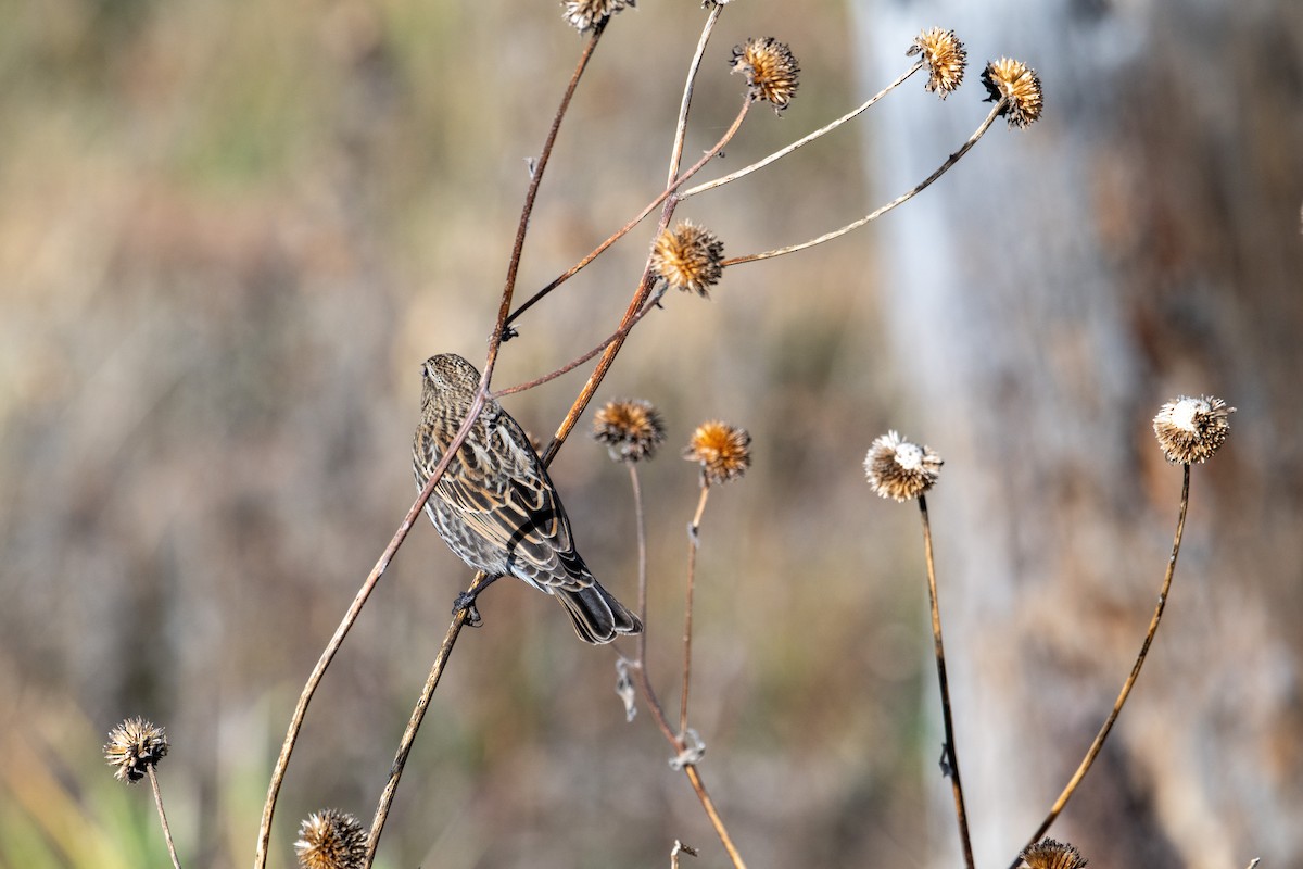 Red-winged Blackbird - ML644683035