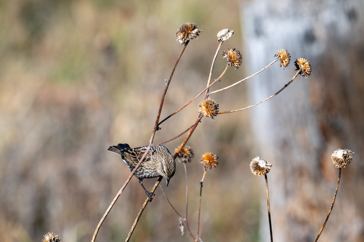 Red-winged Blackbird - ML644683036