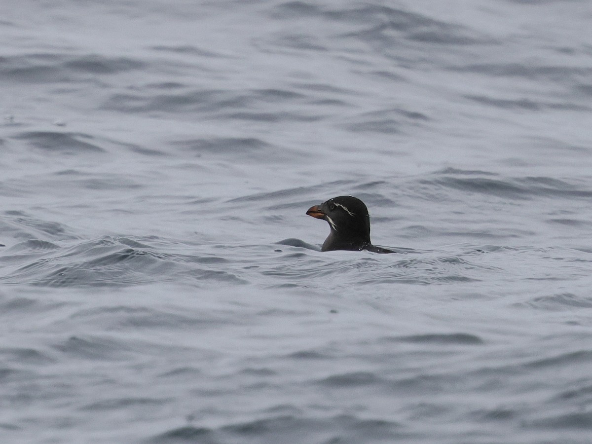 Rhinoceros Auklet - ML644683037