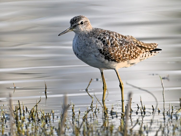 Шугуйн хөгчүү - ML644683038