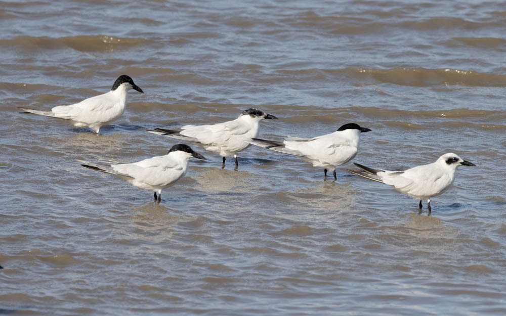 Australian Tern - ML644683039