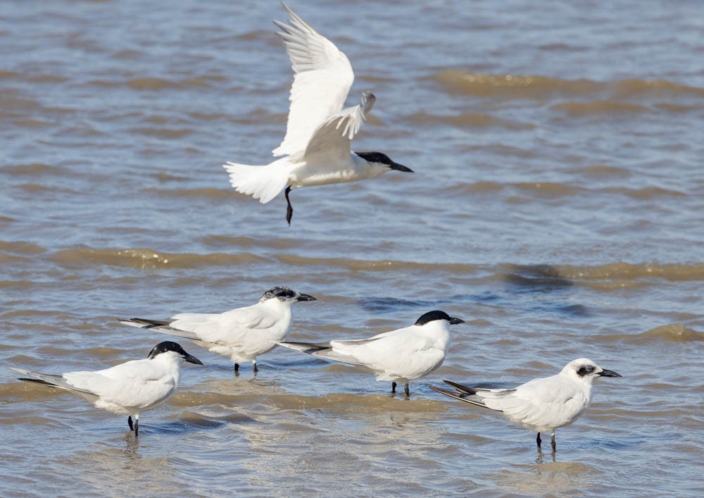 Australian Tern - ML644683040