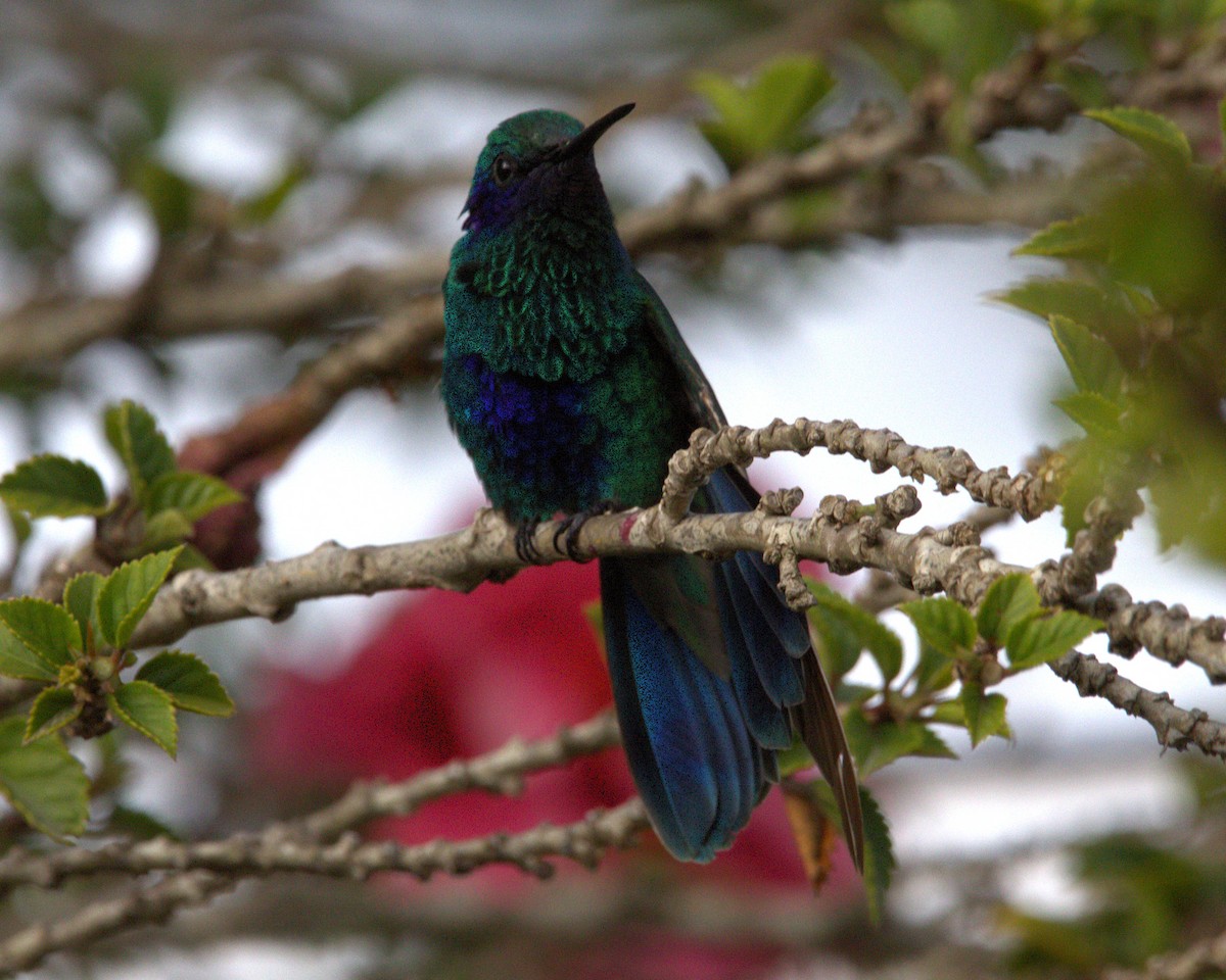 Sparkling Violetear - ML644683041